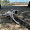 Margot - Un Anno (nata indicativamente il 1 Giugno 2024)  - Mix Amstaff  - Taglia: Media   Foto 3